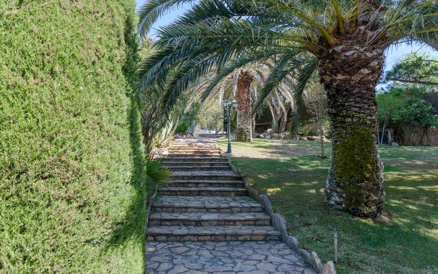 Escalinata de piedra que sube al jardín, entre palmeras